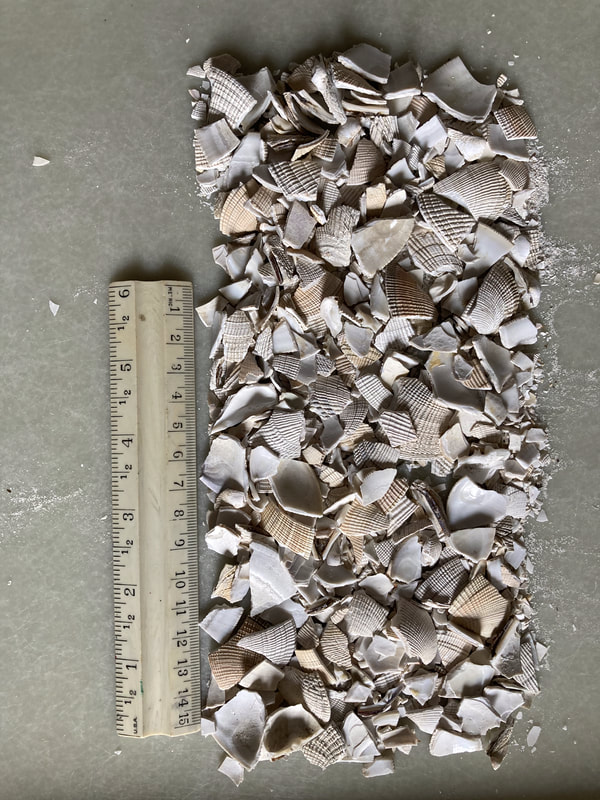 Broken L. staminea shells.